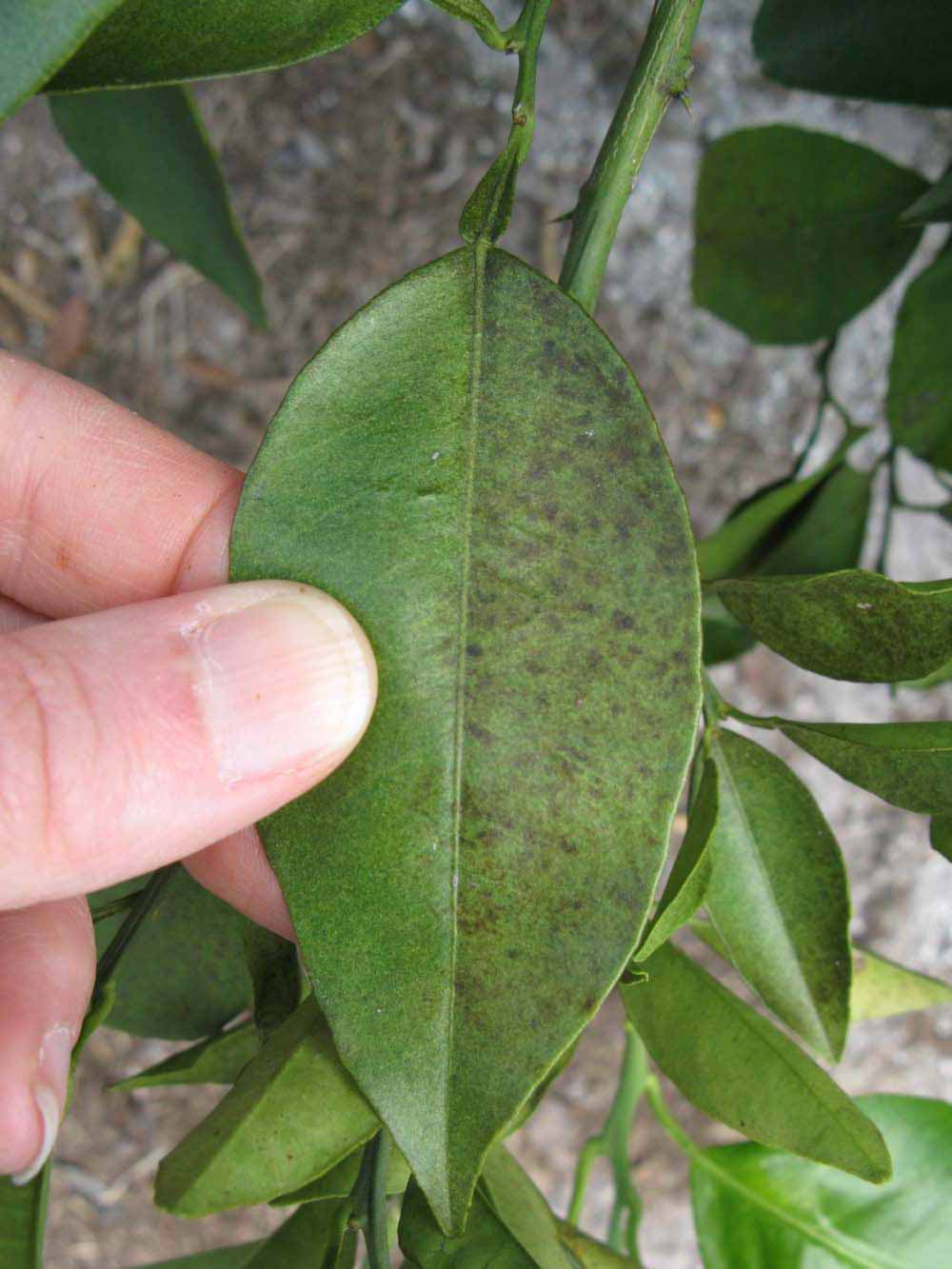              Unifoliolate leaf (Winter Haven, FL)       